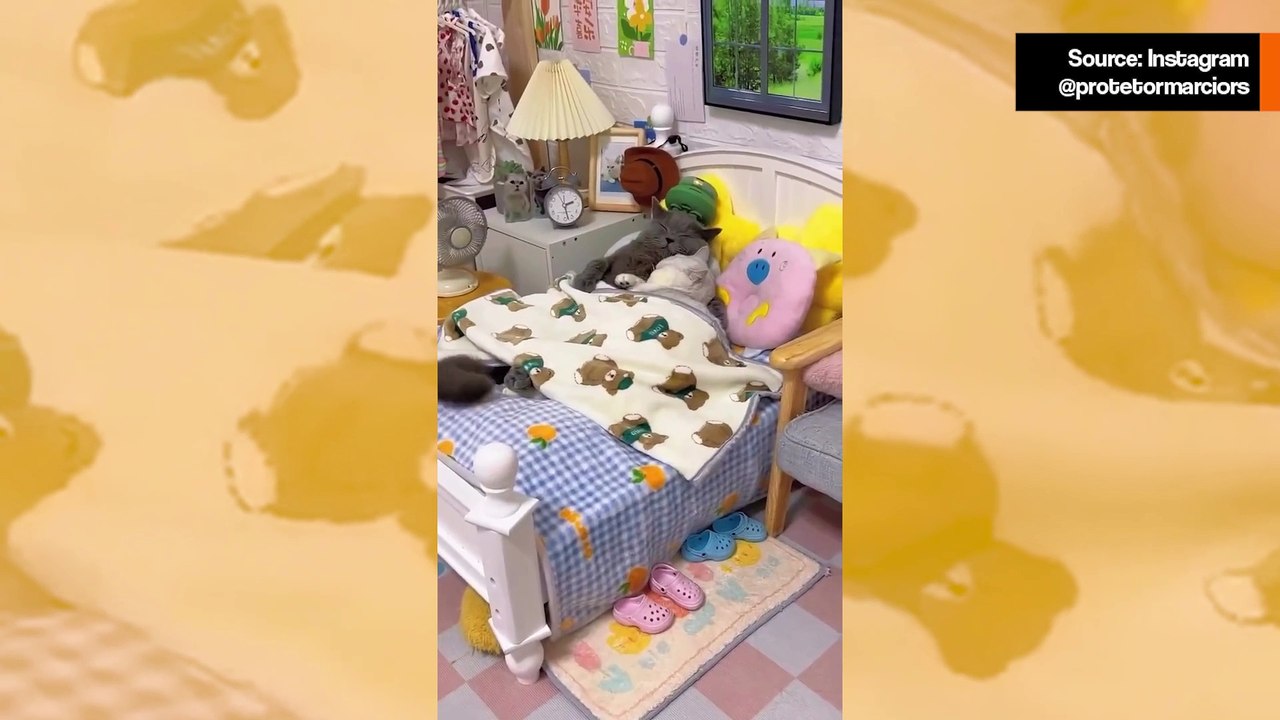 Söpö video: Et ole koskaan nähnyt näin rakastunutta kissapariskuntaa