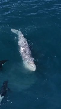 Drone Captures Stunning Footage of Whales and Orcas in the Ocean