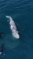 Drone Captures Stunning Footage of Whales and Orcas in the Ocean