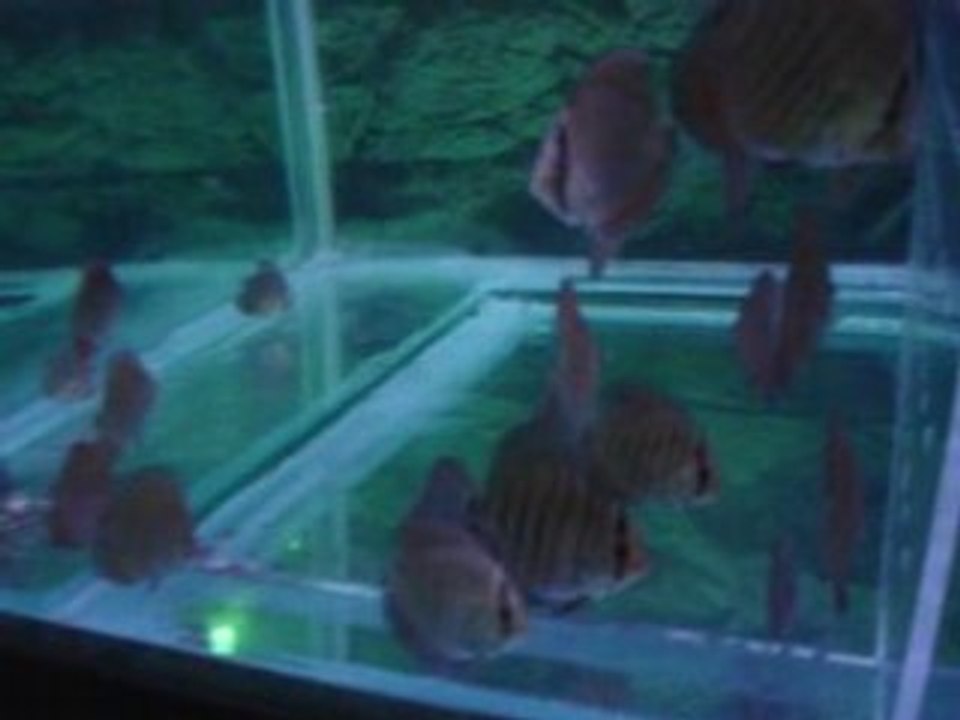 65 günlük rose red yavrularım