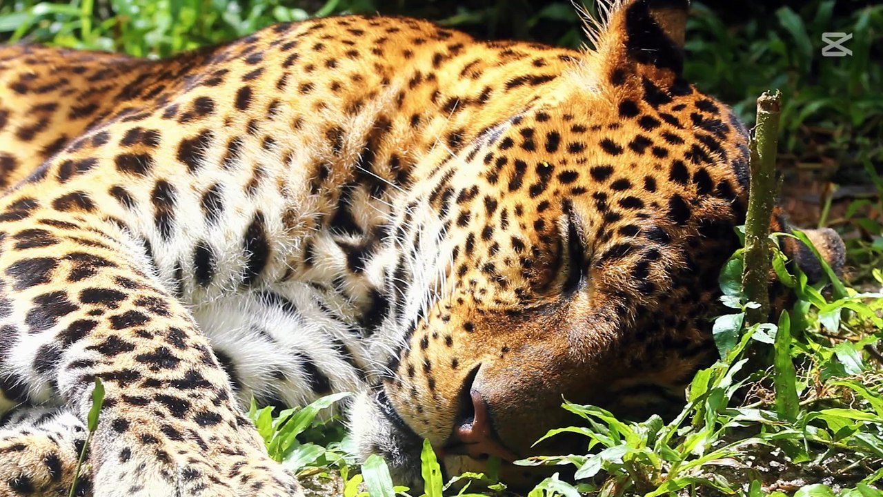 🌴 ANIMAIS DA SELVA: Como a Mudança Climática Ameaça a Biodiversidade do Planeta - SELVA DOCUMENTÁRIO