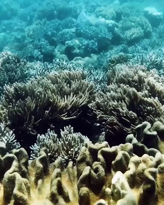 Under the sea, under the seaDarling it's better, down where it's wetter, Take it from me