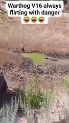 Warthog V16, aka Mr. Kasongo, consistently tests the limits of risk and caution 😂😂😂