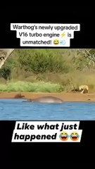 Mr warthog is indeed the fearless animal in the jungle 😂