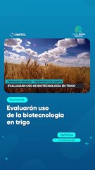 Evaluarán uso de la biotecnología en trigo