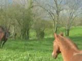 Liberté, herbe et copains : le bonheur !!! Le  galop !!!