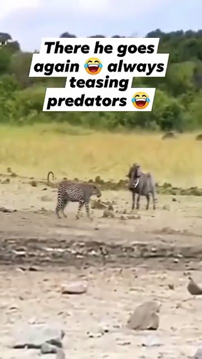Get ready for warthog-induced laughter! 😂