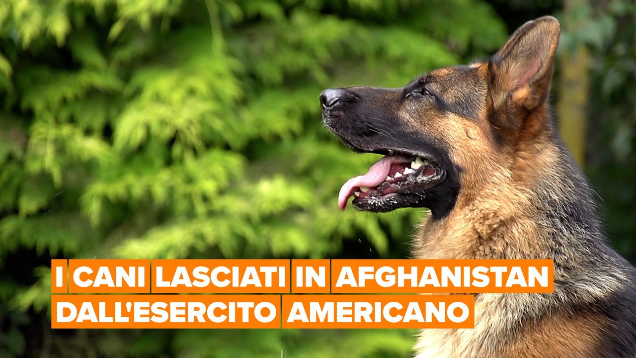 I cani lasciati in Afghanistan dall'esercito americano