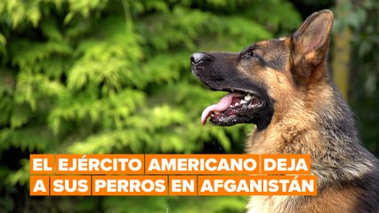 La evacuación del ejército de Estados Unidos deja atrás a sus perros