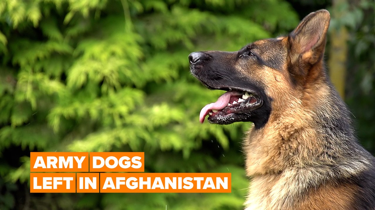 Dogs left behind after US evacuation from Afghanistan