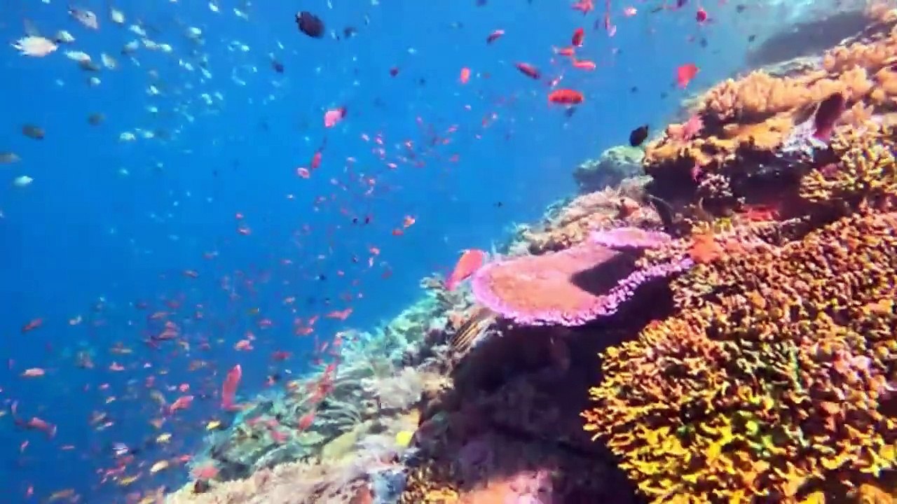 BEST PLACE TO DIVE3 (FINISH)