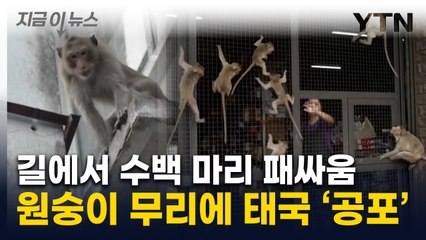 태국 원숭이 200여마리 우리서 탈출...경찰서·민가 습격 [지금이뉴스] / YTN