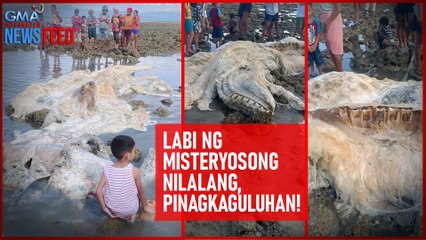 Labi ng misteryosong nilalang, pinagkaguluhan! | GMA Integrated Newsfeed