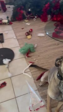 Anxious Belgian Mix Dog Destroys Christmas Decor in Owner's Absence