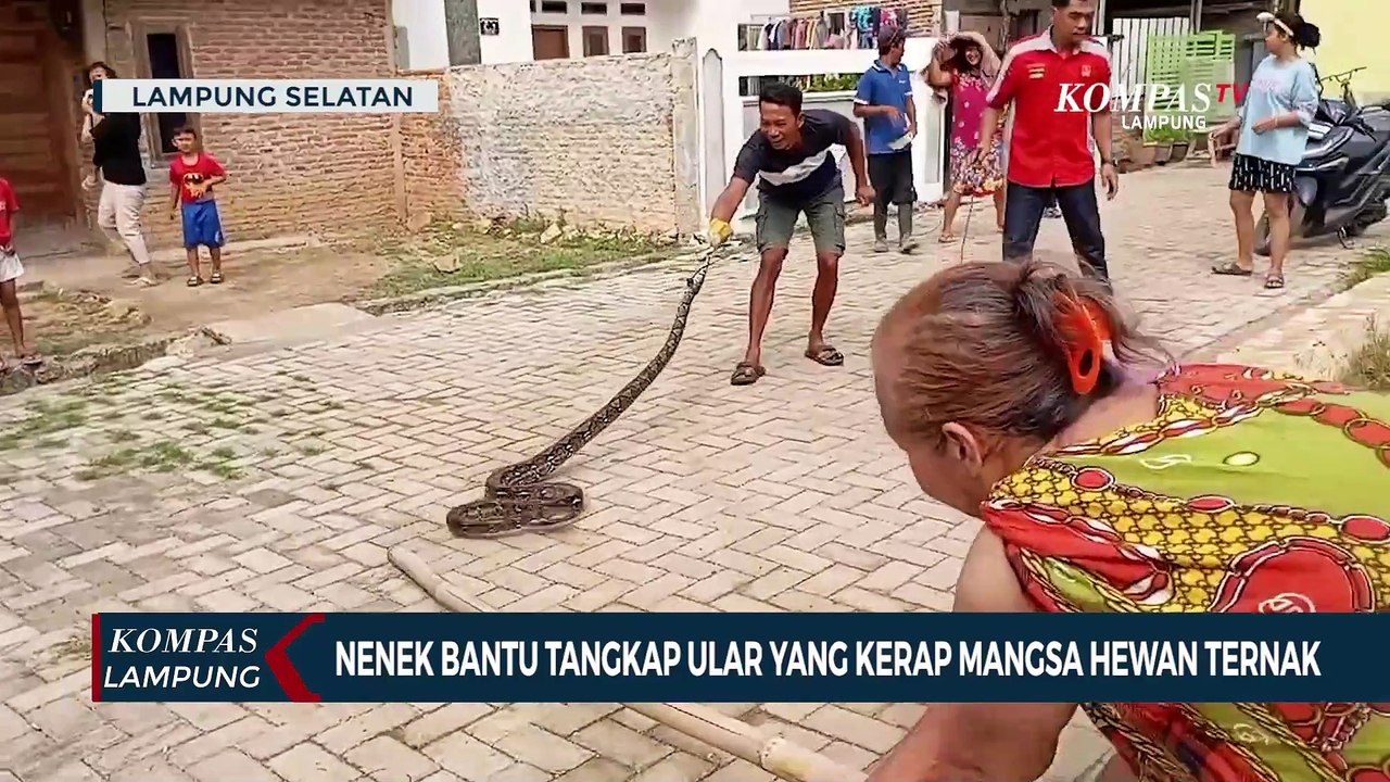 Nenek Bantu Tangkap Ular yang Kerap Mangsa Hewan Ternak