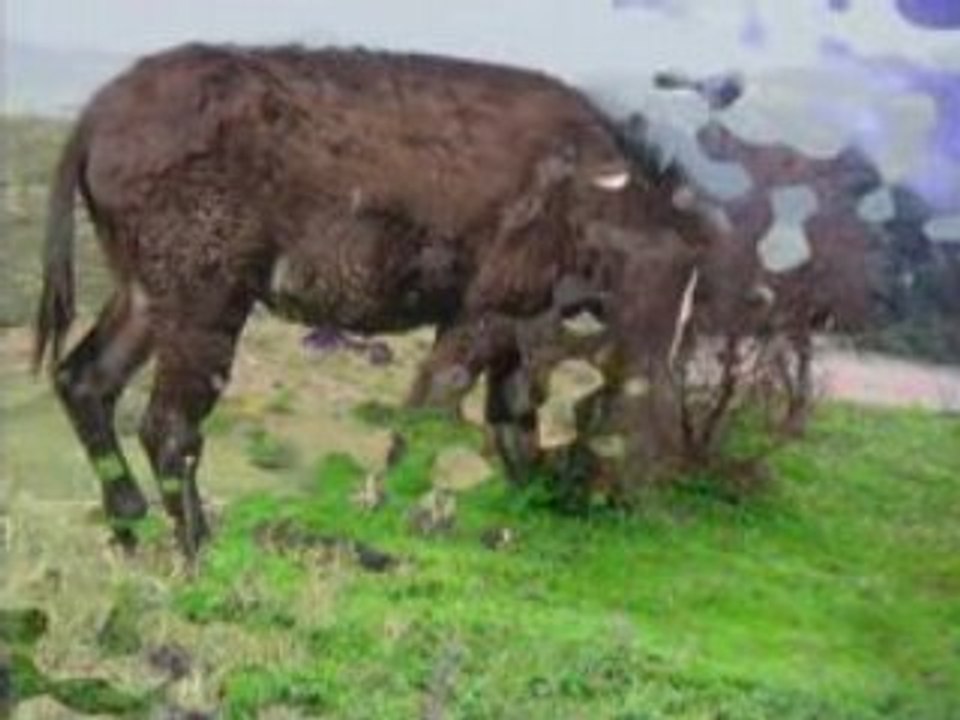 Hymne à la liberté de la Kabylie et du peuple Berbère