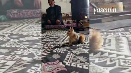 Dedelerle beraber fındık yiyen sincap: "Dünyanın en tatlı hayvanı"