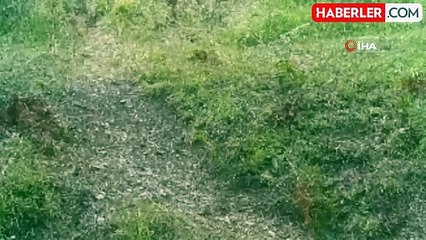 Bolu'da Yaban Hayatı Fotokapanlarla Gözlemlendi