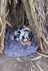 Cute animals funny videos   #animal #animals #funny #shorts #shortsvideo #fyp #