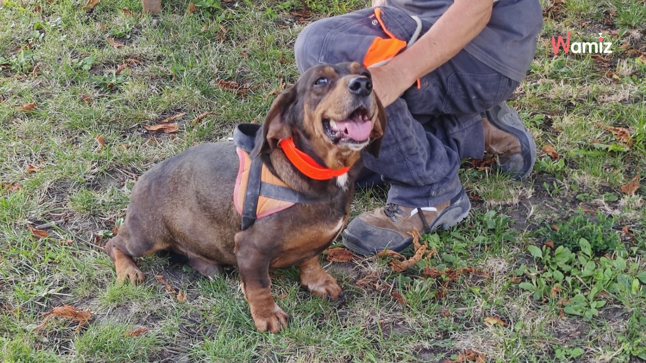 Suite à un signalement, ces deux chiens qui vivaient dans une cour cherchent une nouvelle famille
