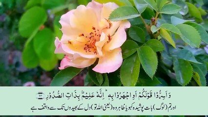 Surah Mulk ( Al Mulk ) with Urdu translation _ Beautiful Quran _ Quran with _HD