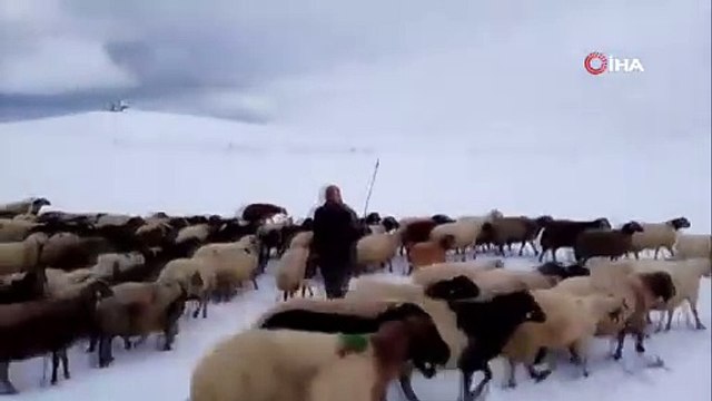 Bu işi herkes yapamaz: Çobanlar kar yağışıyla böyle mücadele ediyor!