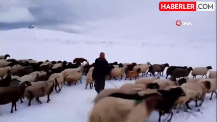 Kar Yağışı Besicileri Zor Durumda Bıraktı