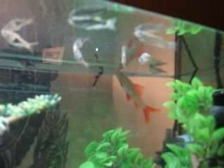 Discover Stunning High-Quality Aquarium Designs 🐠