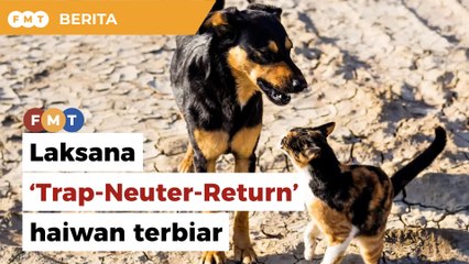 Laksana ‘Trap-Neuter-Return’, cadang NGO tangani haiwan terbiar