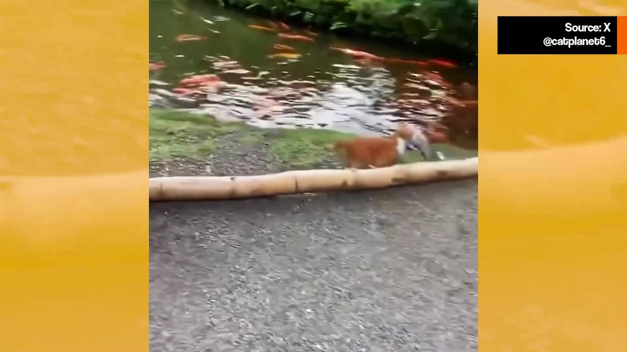 Vaikuttava video tallentaa kissoja rikkomassa useita fysiikan lakeja