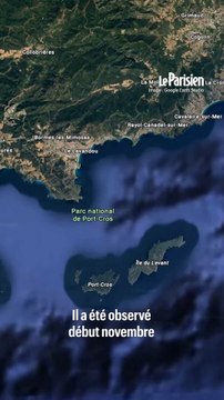 Un requin blanc au large aperçu au large de Porquerolles