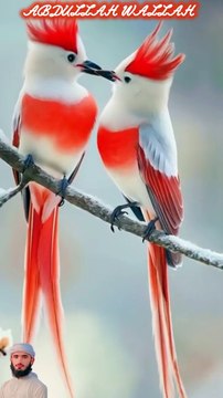 surah mulk 5 create #foryou #foryou #foryou #shorts #IslamicShorts #shortsvideo #shortfeed #NatureInspiredByQuran #bird