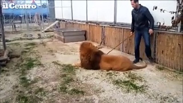 Dietro le quinte del circo, l'addestratore gioca nella gabbia dei leoni