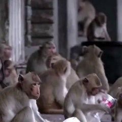 Maymunlar Cehennemi filmi gerçek oldu: Polis karakolunu istila ettiler