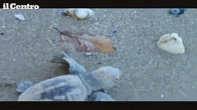 Due tartarughe Caretta caretta nascono sulla spiaggia di Roseto