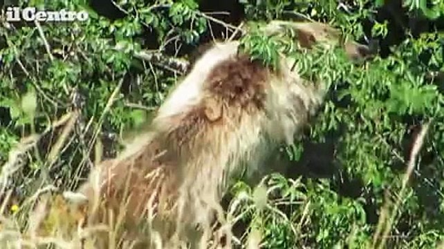 Lo straordinario incontro con l'orso ghiottone nel parco d'Abruzzo