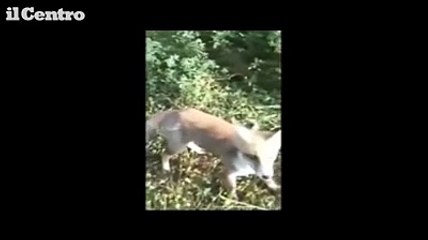 Abruzzo, Sante Marie: il nonno che d? da mangiare alla volpe Alice