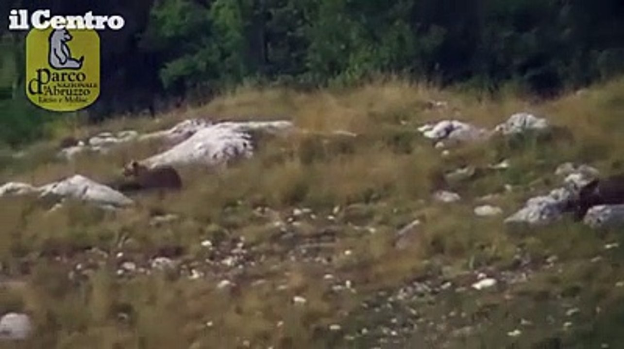 Abruzzo, mamma orsa gioca nel prato con il suo piccolo