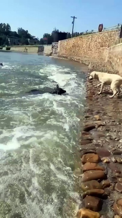 Brave Dog Saves Another Dog from Drowning #shorts