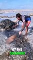 Shark Rescue in Shallow Waters #shorts