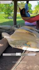 Turtles Rescued from Village Shop, Back to The Sea #shorts