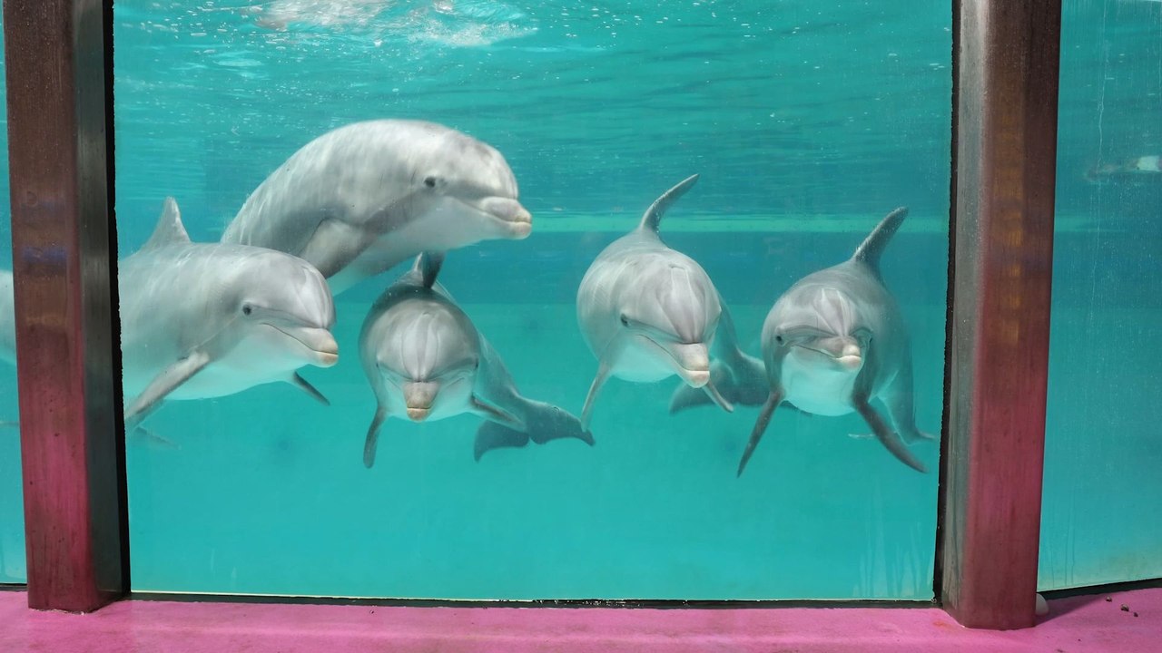 Le dernier delphinarium belge devra fermer ses portes d’ici 2037