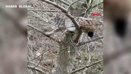 Kangal köpeklerinden kaçan vaşak, ağaca tırmandı