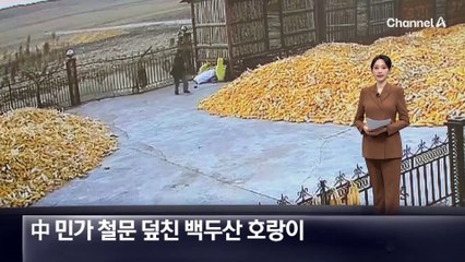 中 민가 철문 덮친 ‘백두산 호랑이’