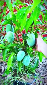 Simple Guide to Propagating Mango Trees Using Branches #GardeningIdeas #TreeCare #PlantLovers