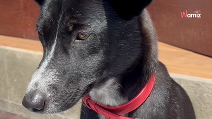 Ils jettent un chiot à l'eau avant de l'abandonner : 2 ans plus tard, il n'a rien oublié (vidéo)