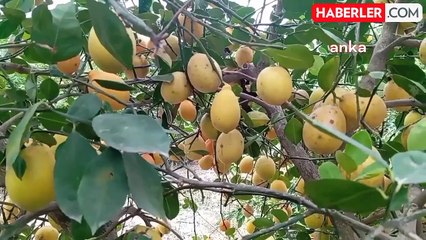 Adana'da Limon Üreticisi Alıcı Bulamıyor