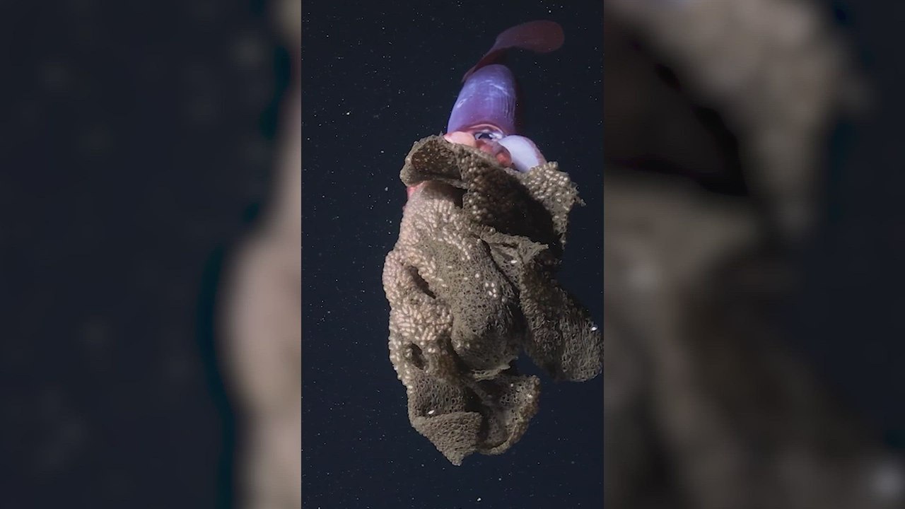 Científicos graban un momento inédito: un calamar de aguas profundas transporta una enorme masa