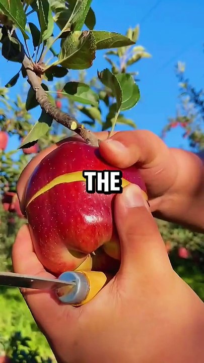 Fruits for Healthy Life - Healthy Diet - Health Tips.