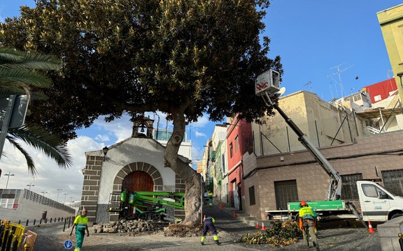Comienza la tala de un árbol centenario en Las Palmas de Gran Canaria